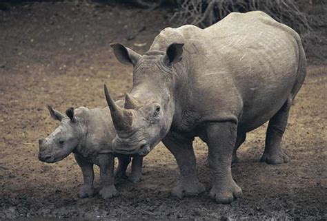 The Rhinoceros On The Edge Of Extinction Saving Earth Encyclopedia