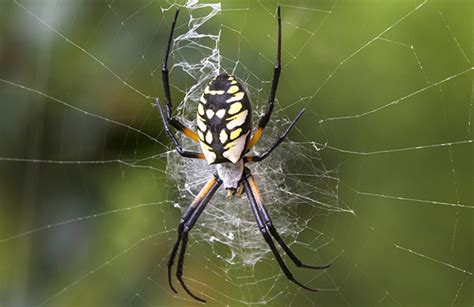 Learn About Spiders In Oregon Pointe Pest Control
