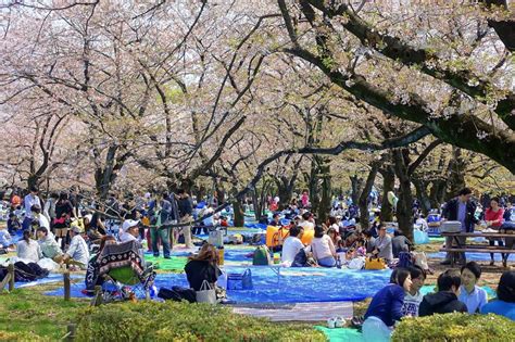 Japans Cherry Blossom Viewing Partiesthe History Of Chasing The