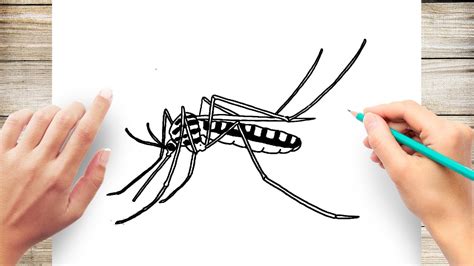 How To Draw Mosquito Youtube