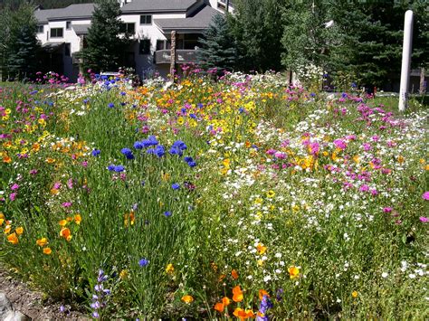 Wildflower Field In Colorado Wild Flowers Colorado Wildflowers
