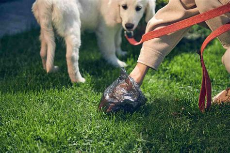 What Are Flushable Dog Poop Bags Plus Best Options