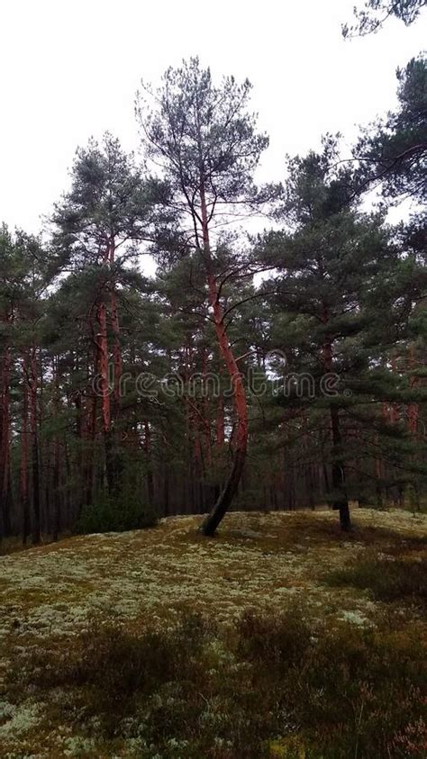 Twisted Pine Stock Image Image Of Wilderness Autumn 205732853