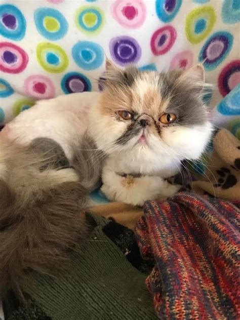 She loves cuddles and attention! Michigan Persians - Specialty Purebred Cat Rescue