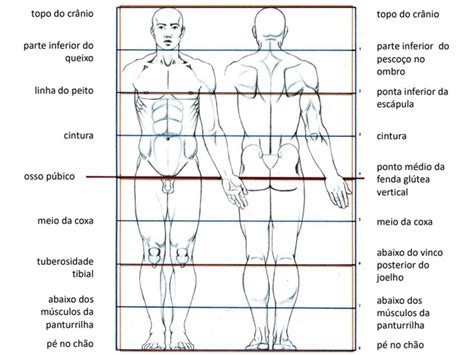Bcas Notes Ii Cânones E Proporções Do Corpo Humano Teoria