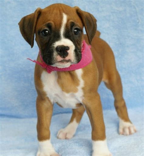 Boxer Puppy Boxer Puppies Baby Boxer Puppies Boxer Dogs