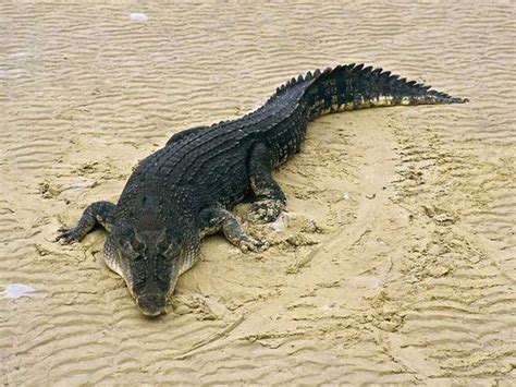 Lohabarrack Salt Water Crocodile Sanctuary In Andaman And Nicobar