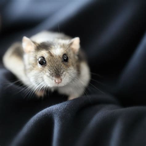 5 Of The Most Popular Hamster Breeds
