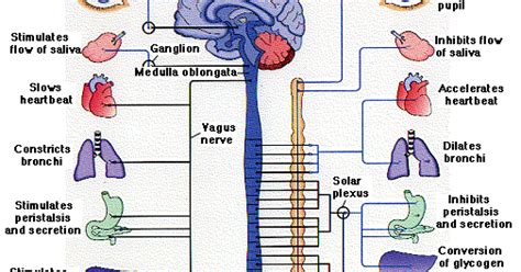 (c) mixed nerves perform both afferent and efferent functions. Human&Animal Anatomy and Physiology Diagrams: Peripheral Nervous System