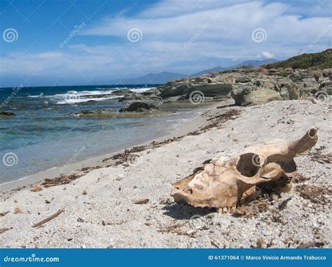 Skull In The Sand Stock Photo Image Of Deserto Francia 61371064
