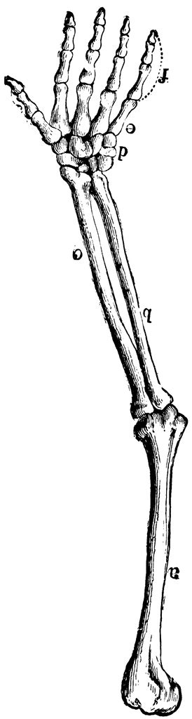 Arm Bones Clipart Etc