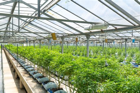 002 Pros And Cons Of Indoor Grow Vs Greenhouse Grow — Merj