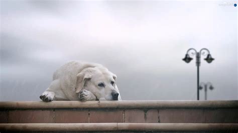 Dog Sad Stairs Labrador Rain Dogs Wallpapers 1600x900