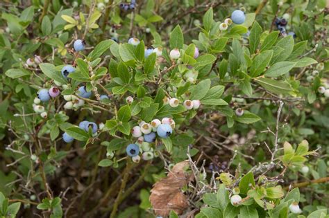 Vaccinium Angustifolium Late Lowbush Blueberry Low Bush Blueberry