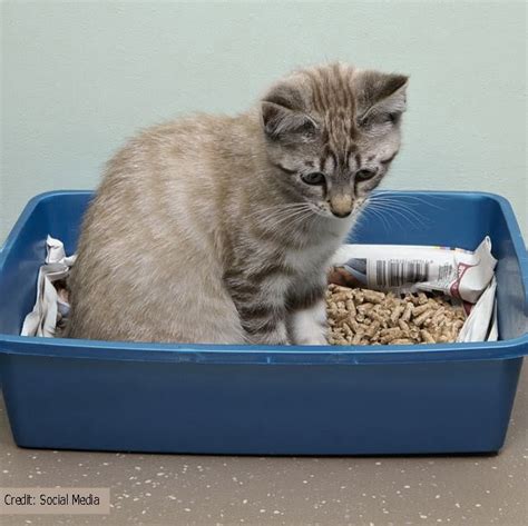 What Are The Benefits Of Non Clumping Cat Litter Petvet