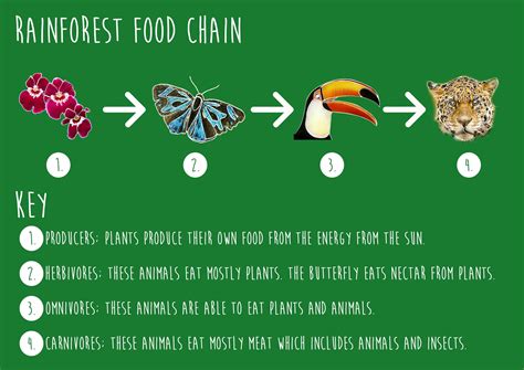 The food chain examines the business, science and cultural significance of food, and what it takes to put food on your plate. Food Webs Wallpapers - Wallpaper Cave