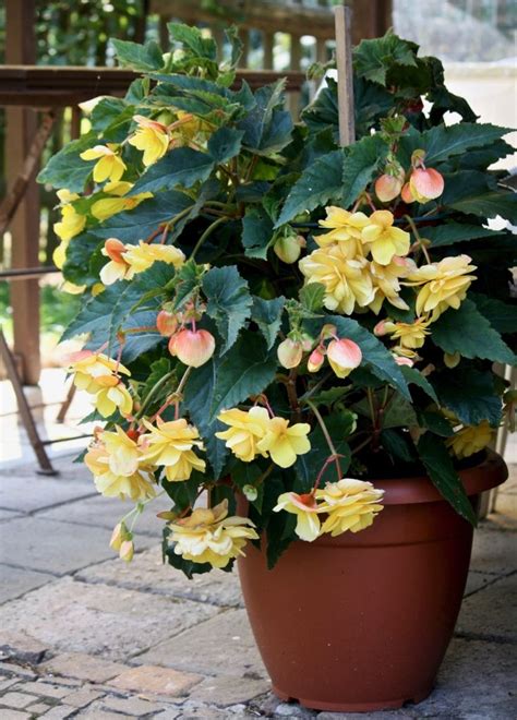 Gardening 101 Tuberous Begonias Container Gardening Flowers Container