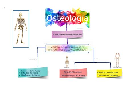 Osteologia Mapa Z Se Constituye Por Se Clasifican