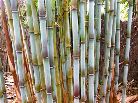 Bamboo Species | Charlie's Bamboo | Bamboo species, Bamboo seeds, Bamboo tree