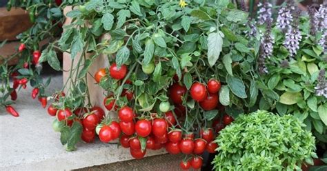And that characteristic combined with their love of warm soil, desire for constant. How to grow cherry tomato easily in pot from seeds? | Blog ...