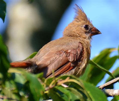 Baby Female Cardinal Backyard Wildlife In North Carolina Pintere