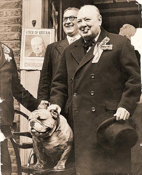 Famous Bulldogs Baggybulldogs British Bulldog English Bulldog