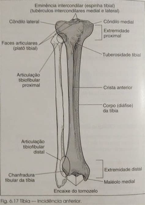 Tibia Osso Da Perna
