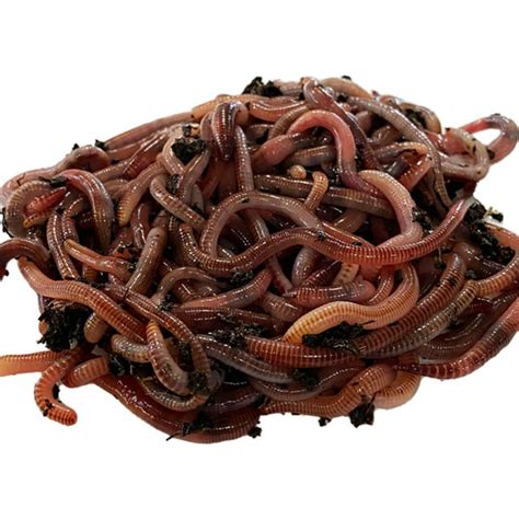 Speedy Worm 250 Count Live European Nightcrawlers They Are A 2 3