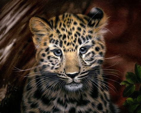 Drawing Amur Leopard By Heatherrooney On Deviantart