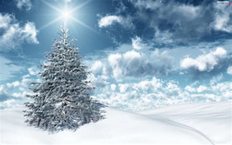 Winter Snow Christmas Tree Clouds Full Hd Wallpapers 1920x1200