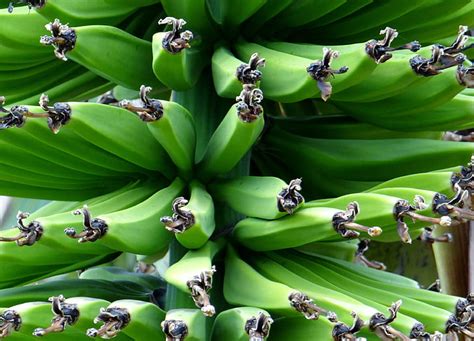 Royalty Free Photo Green Banana Fruit Pickpik