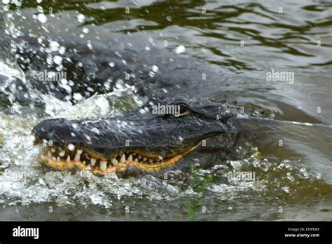 Alligator At Florida Swamp Stock Photo Alamy