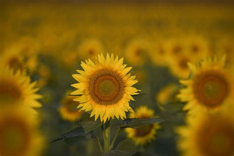 Photos Theres Still Time To Visit Kansas Sunflower Fields Ksnt 27 News