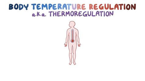 Body Temperature Regulation Thermoregulation Video Osmosis