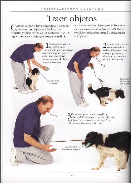 Manual De Adiestramiento Canino Pdf Muy Bueno Identi Perros