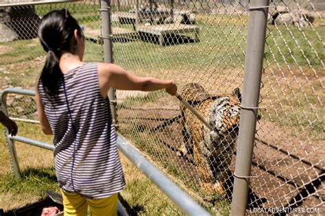 Lions Tigers And Bears Alpine Animal Rescue