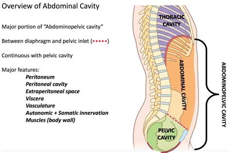 The abdominal wall is the wall enclosing the abdominal cavity that holds a bulk of gastrointestinal viscera. cavity definition of by medical wikipedia abdominal ...