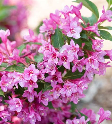 Pretty in pink applies to shrubs, too. Flowering Shrubs by Season | Better Homes & Gardens