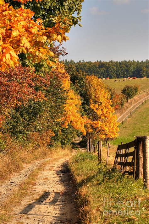 Country Road And Autumn Landscape By Michal Boubin