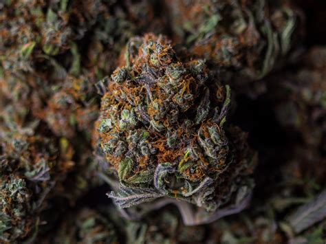 Enjoy strong, fruity hits with berry wine, a relaxing hybrid from the cbd genesis collection. What Are CBD Flowers - Herbal Suite Blog