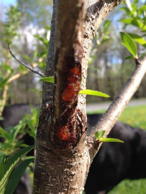 Canker On Fruit Trees What To Do For Trees Weeping Amber Color Sap