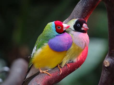 How To Care For Gouldian Birds Personality And Food Care Sheeba Magazine