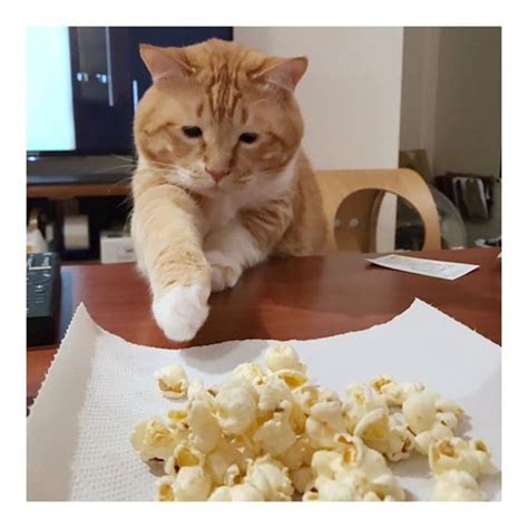 My cats loves popcorn and crackers. Can Cats Eat Popcorn? Is Popcorn Safe For Cats | Cats, Cat ...