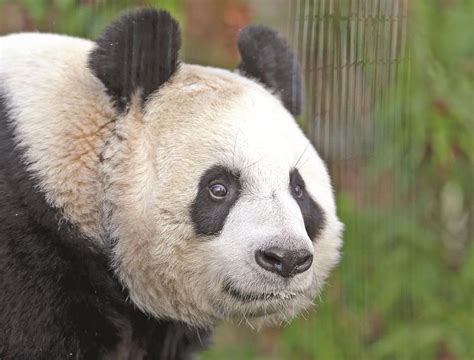 Edinburgh Zoo Panda Artificially Inseminated World Cn