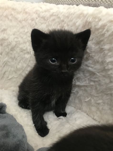 Find bombay cats and kittens for sale. Mixed breed kittens ONE BLACK BOY LEFT | Birmingham, West ...