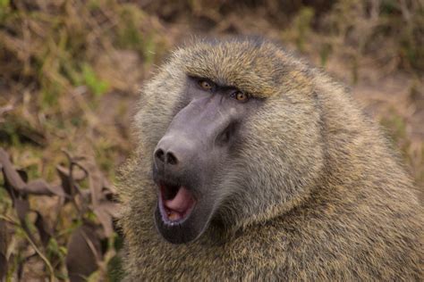 Baboon Its A Creekmore World