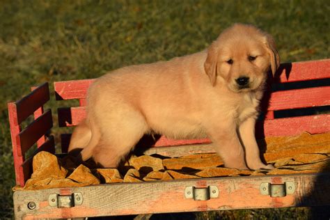 Akc Registered Golden Retriever Puppy For Sale Male Tommy Millersburg