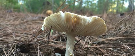 The Surprisingly Exciting World Of Arkansas Mushroom