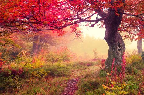 Autumn Landscape With Fog Scenery Image Free Stock Photo Public