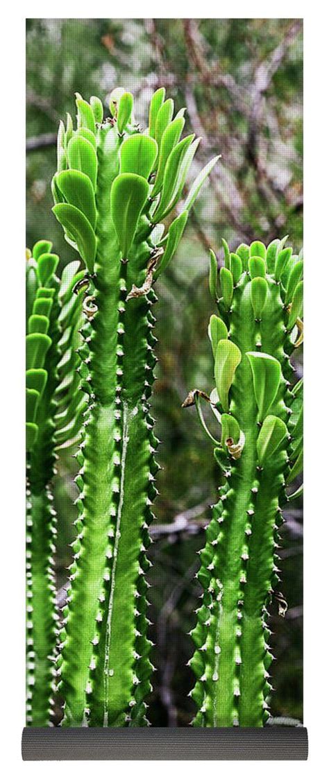 Tall Cactus Yoga Mat By Evgeniya Lystsova Tall Cactus Tall Cactus